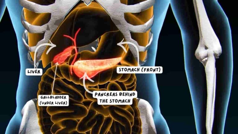 Pancreas organ location