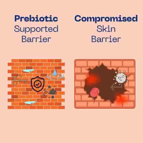 Skin barrier functioning