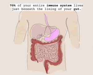 70% of your entire immune system lives just beneath the lining of your gut