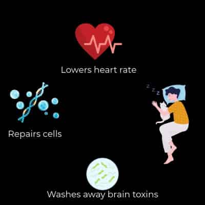 Longevity sleep cycle